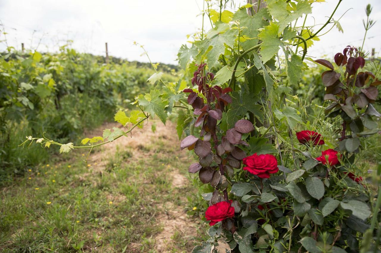 Podere Casanova & Wine Experience - Montepulciano Stazione Extérieur photo